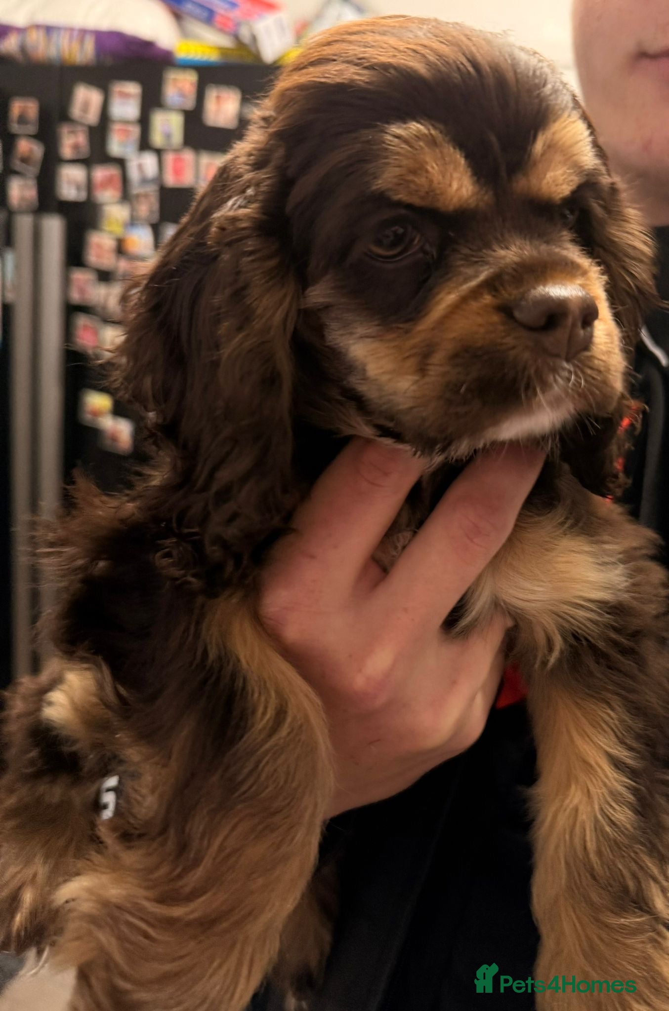 American Cocker Spaniel dogs for sale: chocolate & tan kc reg puppy girl - Advert 3