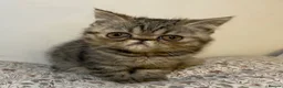 Exotic cats for sale: Exotic Persians  - Advert 3
