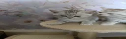 British Shorthair cats for sale: Purebred British Shorthair kittens  - Advert 6