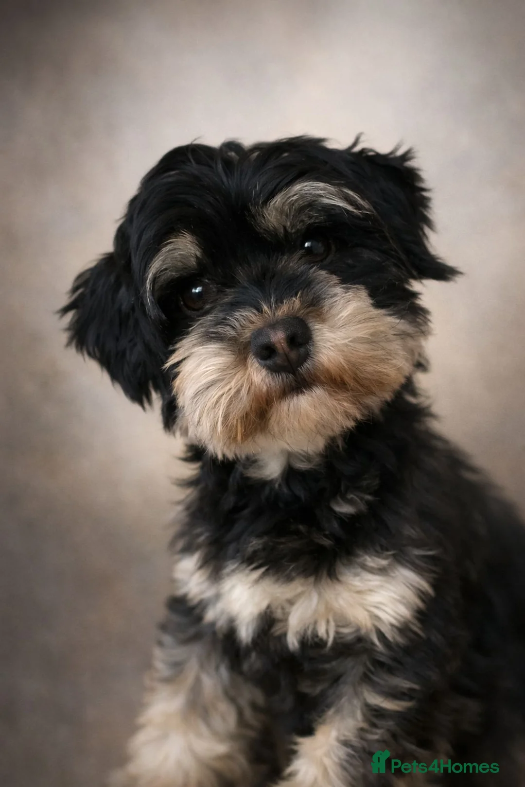 Havanese dogs for sale: Two beautiful girls available - Advert 1