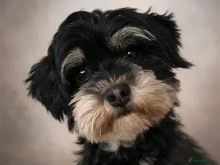Havanese dogs Two beautiful girls available - Advert 5