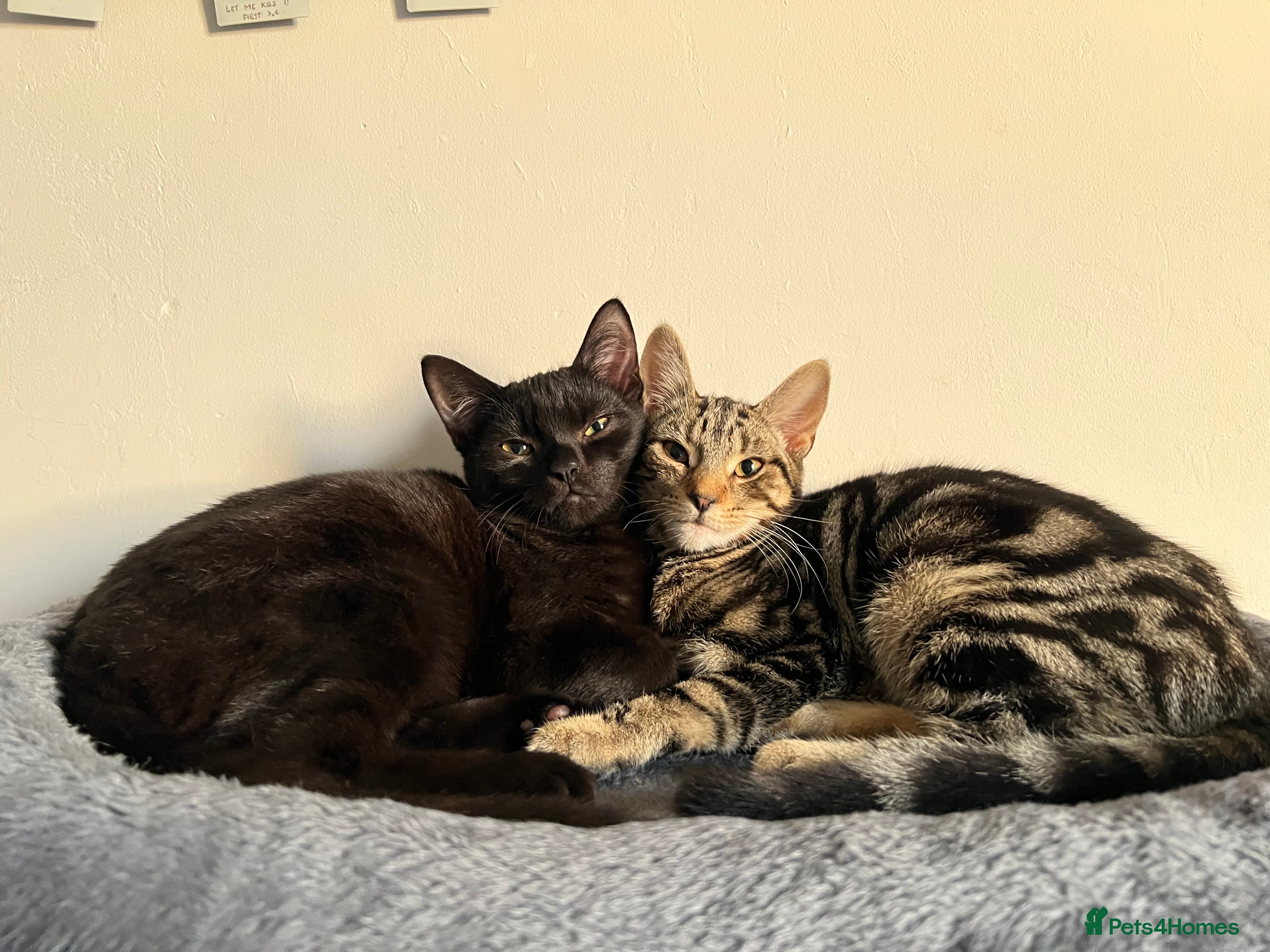 Mixed Breed cats Mixed British shorthair and domestic shorthair  - Advert 1