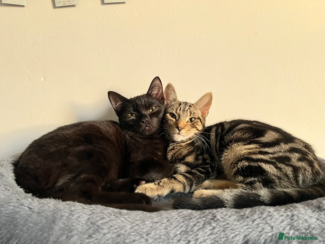 Mixed Breed cats for sale: Mixed British shorthair and domestic shorthair  - Advert 1