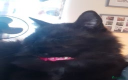 British Longhair cats for sale: Domestic longhair  - Image 1