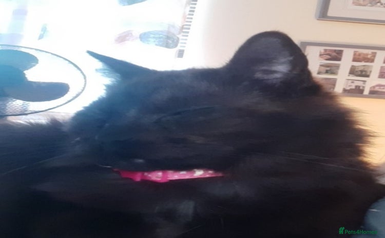 British Longhair cats - Advert 1