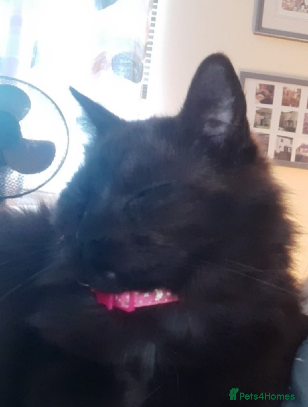 British Longhair cats for sale: Domestic longhair  - Image 1