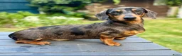 Miniature Dachshund dogs for sale: KC Registered Silver Dapple ****** in Mansfield - Advert 2