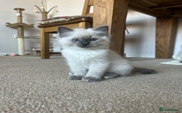 Ragdoll cats for sale: Adorable Blue Point Ragdoll Kittens - Image 1