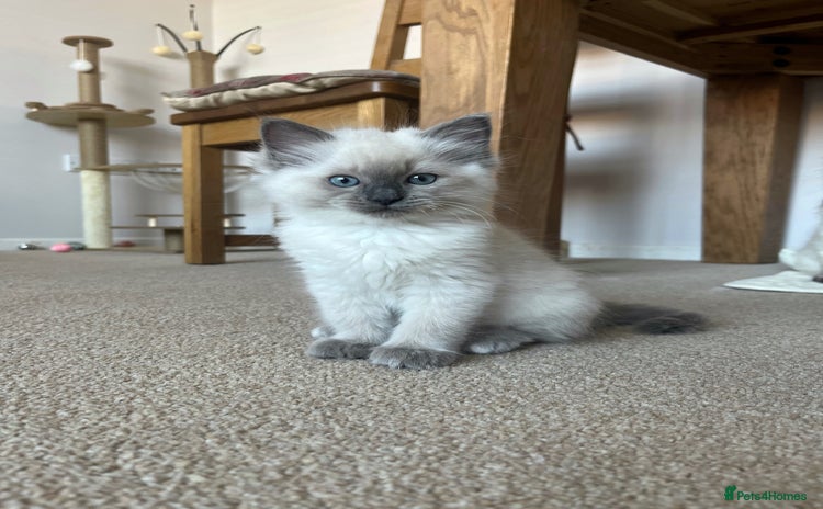 Ragdoll cats - Advert 14