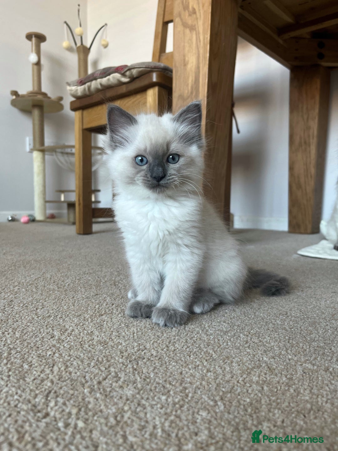Ragdoll cats for sale: Adorable Blue Point Ragdoll Kittens - Image 1