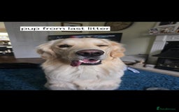 Goldendoodle dogs for sale: Goldendoodle retriever  - Image 28