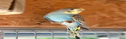 Budgerigars birds for sale: Beautiful budgerigar looking for a companion  - Advert 1