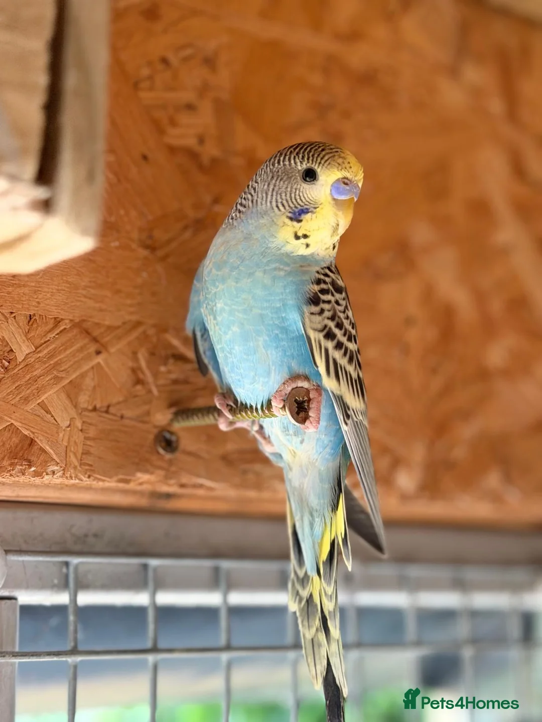 Budgerigars birds for sale: Beautiful budgerigar looking for a companion  - Advert 1
