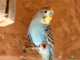 Budgerigars birds Beautiful budgerigar looking for a companion - Advert 2