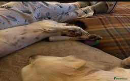 English Springer Spaniel dogs for sale: Beautiful girl looking for her forever family  - Image 2