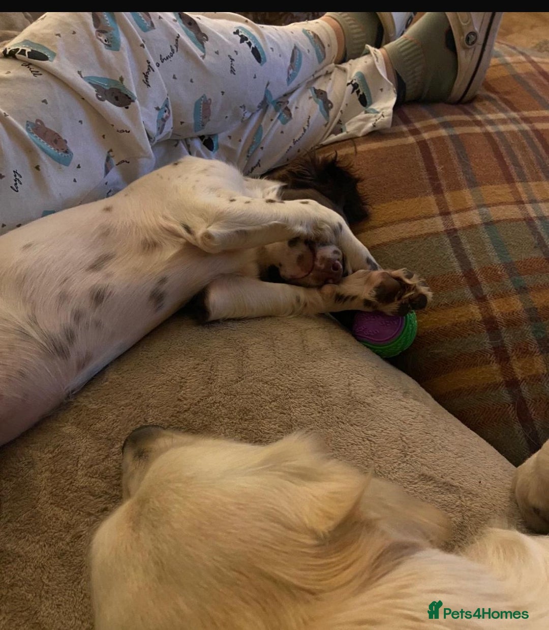 English Springer Spaniel dogs for sale: Beautiful girl looking for her forever family  - Image 2