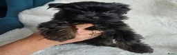 Yorkshire Terrier dogs for sale: READT TO GO❗️Little Yorkshire Terrier Puppies! - Advert 24