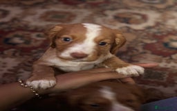 Cocker Spaniel dogs for sale: Gorgeous cocker spaniel puppies  - Image 4