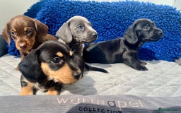 Miniature Dachshund dogs for sale: Stunning mini Daxies, KC reg PRA clear - Image 12