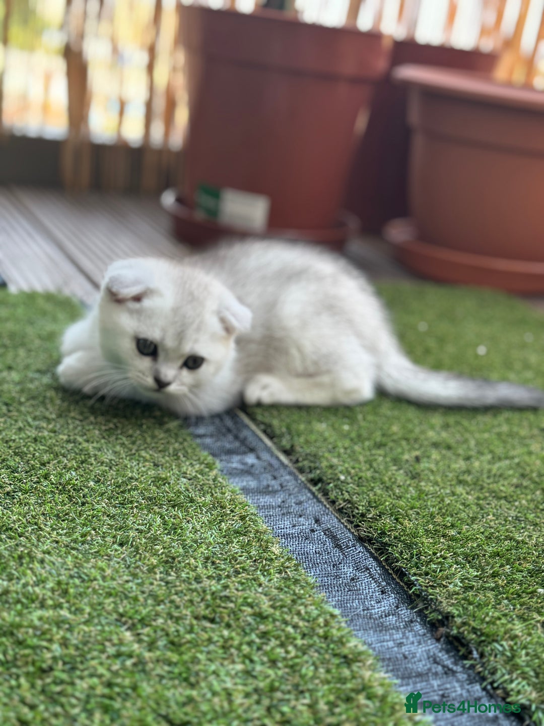 Scottish Fold cats for sale: 🐱 One boy left 🐱 Open for offers ❤️ - Image 16