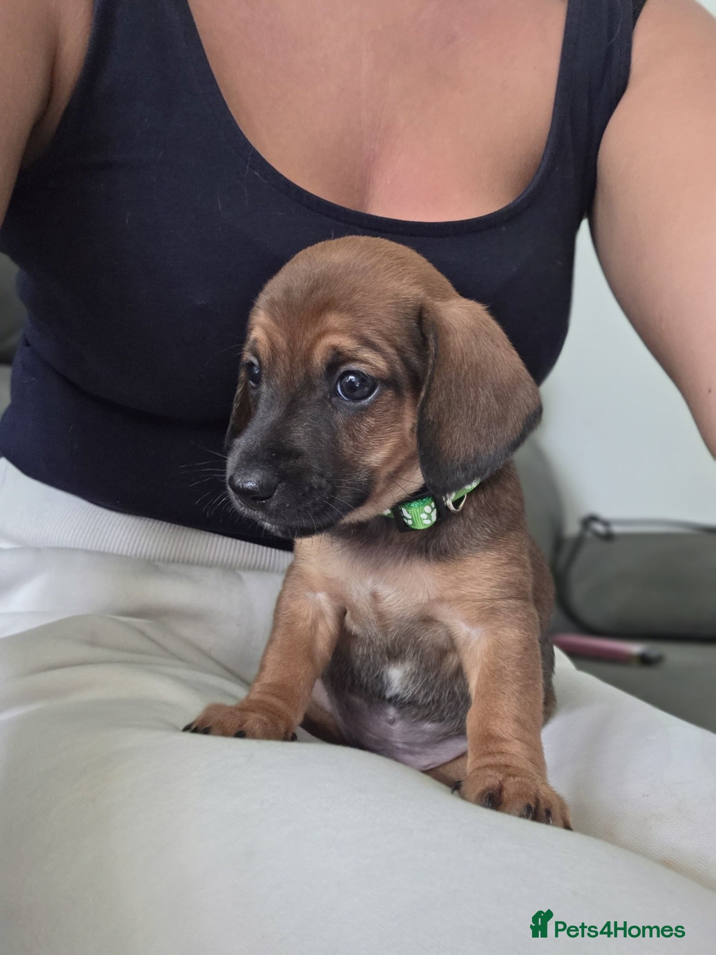 Mixed Breed dogs Stunning JR / Dachshund Pups - Advert 2