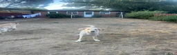 Mixed Breed dogs for sale: German Shepard 1/4 lab in Slough - Advert 9