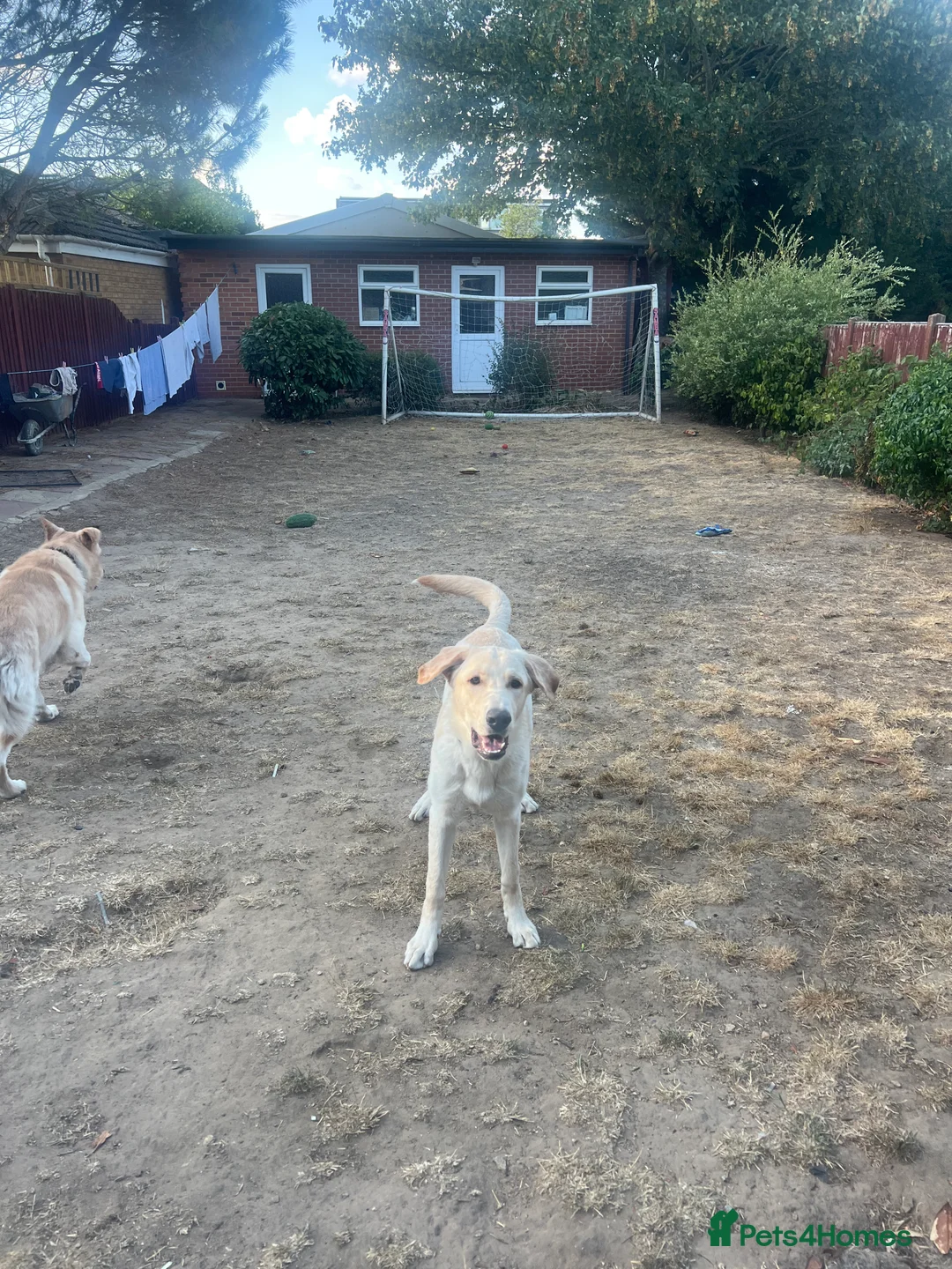 Mixed Breed dogs for sale: German Shepard 1/4 lab in Slough - Advert 9