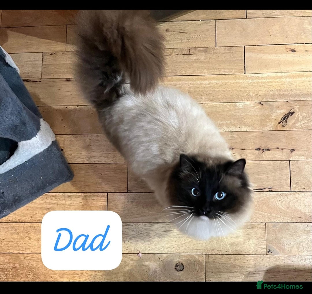 Ragdoll cats for sale: Beautiful pure ragdoll kittens  - Advert 9