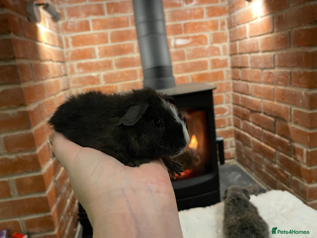 Guinea Pig rodents for sale: Pair of male Rex guinea pigs  - Advert 5