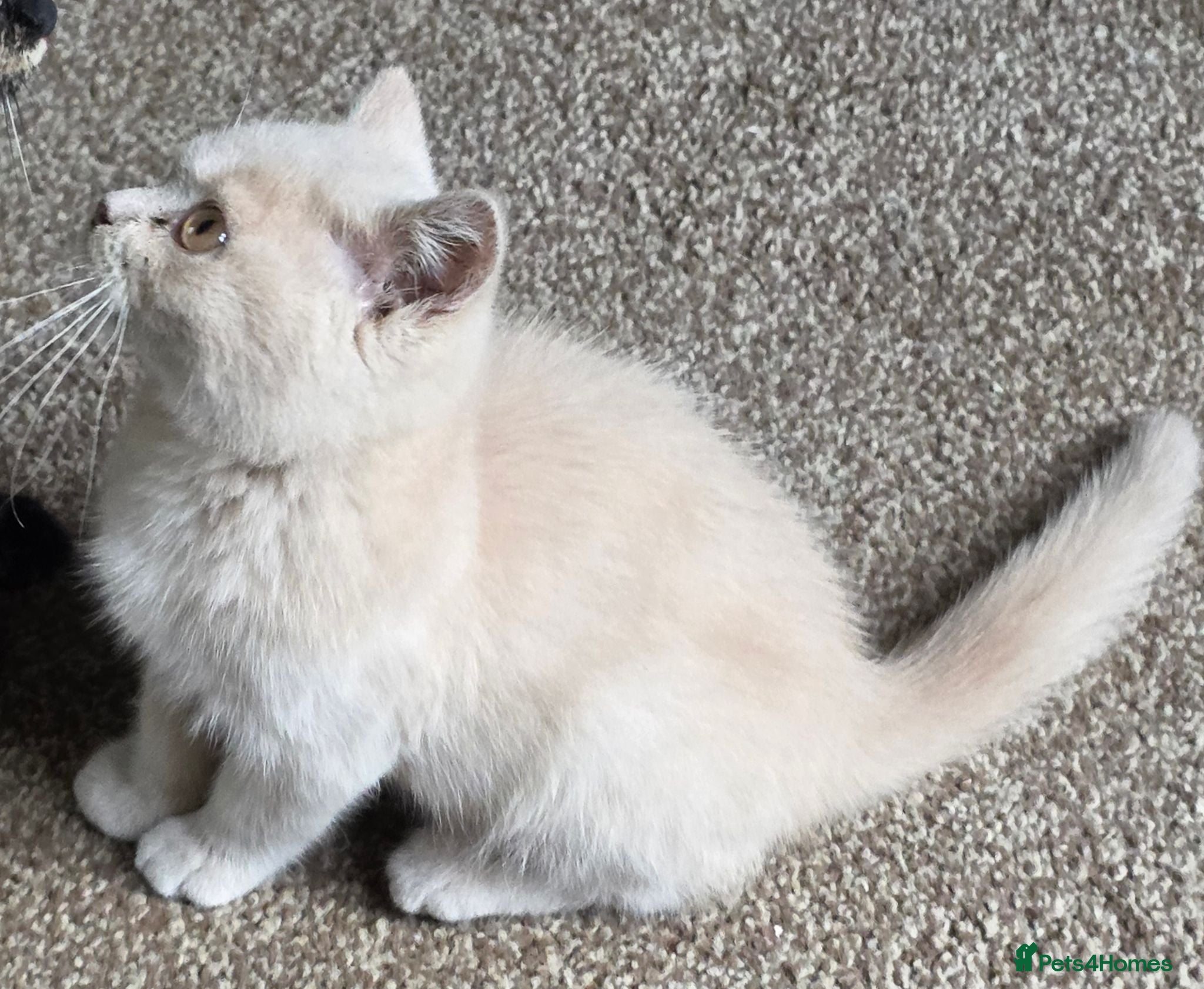 British Shorthair cats Beautiful BSH Kittens - Advert 9