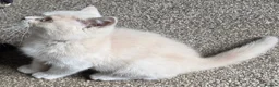 British Shorthair cats for sale: Beautiful BSH Kittens - Advert 2