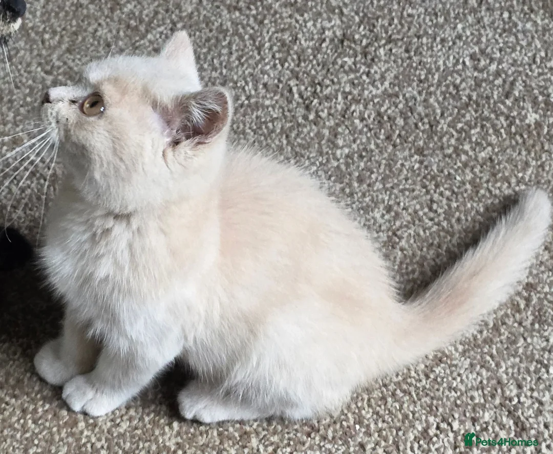 British Shorthair cats for sale: Beautiful BSH Kittens - Advert 2