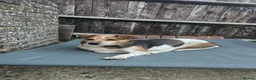 Mixed Breed dogs for adoption: Beauty for adoption - Advert 4