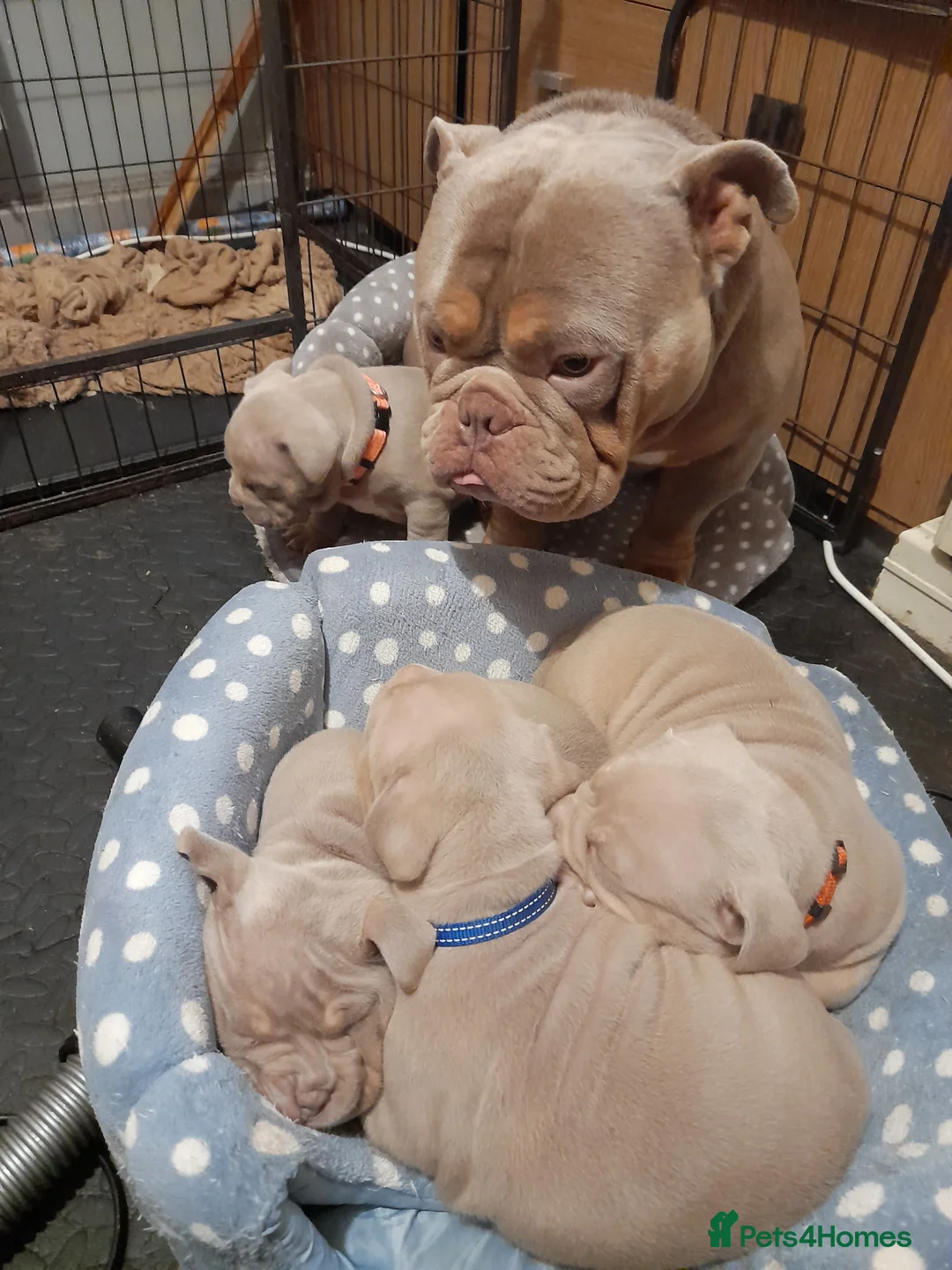 Mixed Breed dogs for sale: Exotic micro bullys - Advert 3