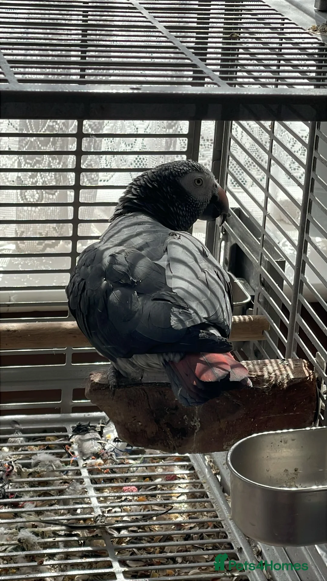 Parrots birds for sale: African grey timneh  - Advert 4