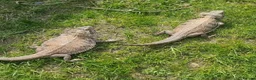 Bearded Dragon reptiles for sale: 2 bearded dragons  - Advert 2