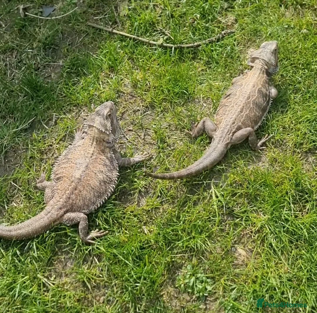 Bearded Dragon reptiles for sale: 2 bearded dragons  - Advert 2