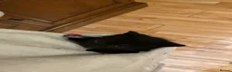 Mixed Breed cats for sale: Two kittens one ginger male and one black female  - Advert 17