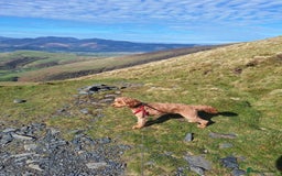 Cockapoo dogs for sale: f1 apricot cockapoo - Advert 10