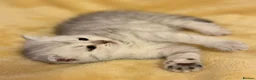 Scottish Fold cats for sale: Adorable Scottish Fold & Straight Kittens - Advert 3