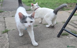 Mixed Breed cats for sale: Mix breed 2 kittens to rehome  - Image 3
