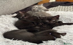 British Shorthair cats for sale: 🐾✨ 4 Tiny Superstars ✨🐾 - Image 5