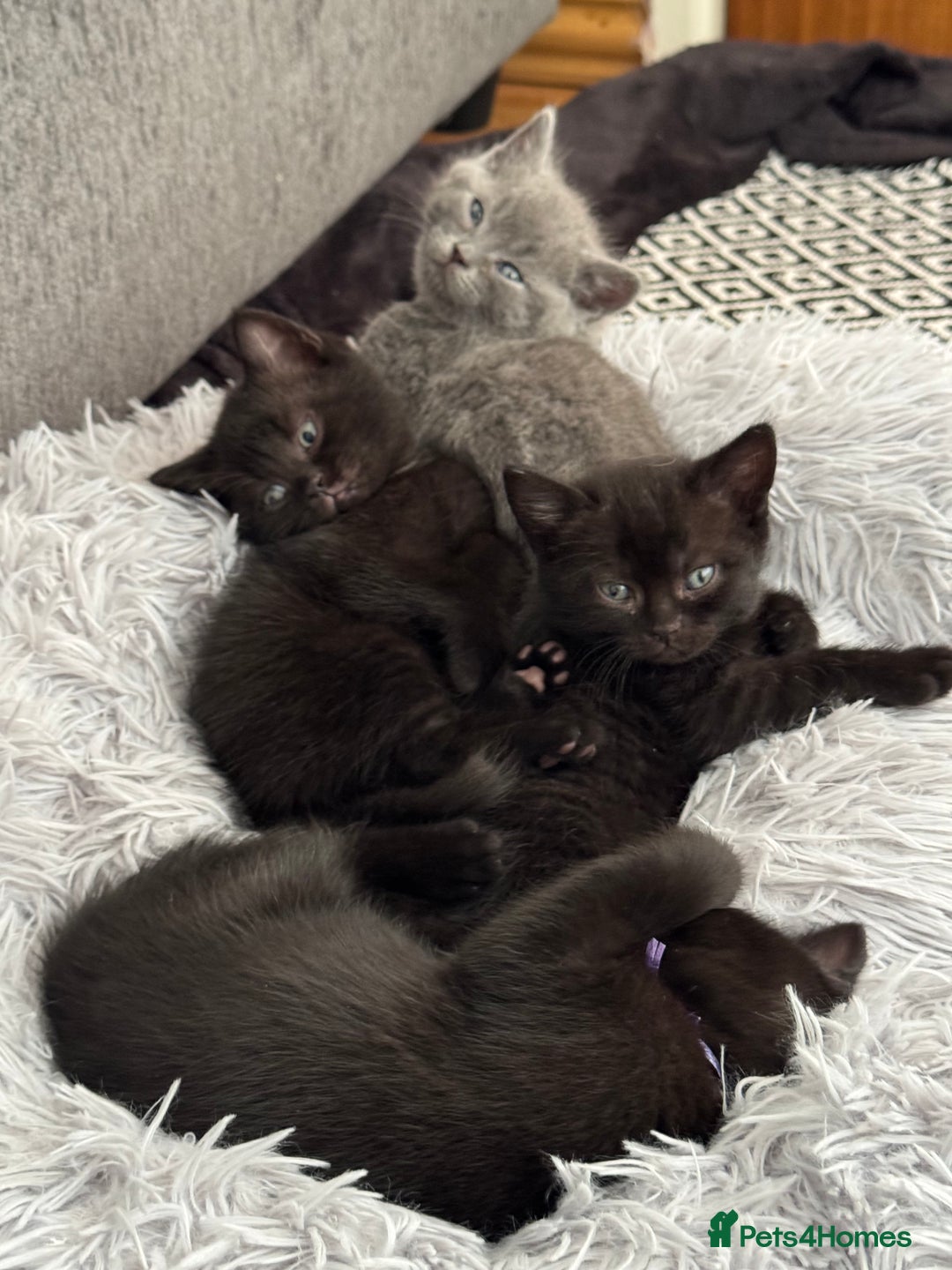 British Shorthair cats for sale: 🐾✨ 4 Tiny Superstars ✨🐾 - Image 5