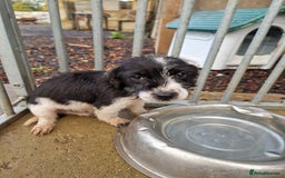 Mixed Breed dogs for sale: Jackapoo  - Image 4