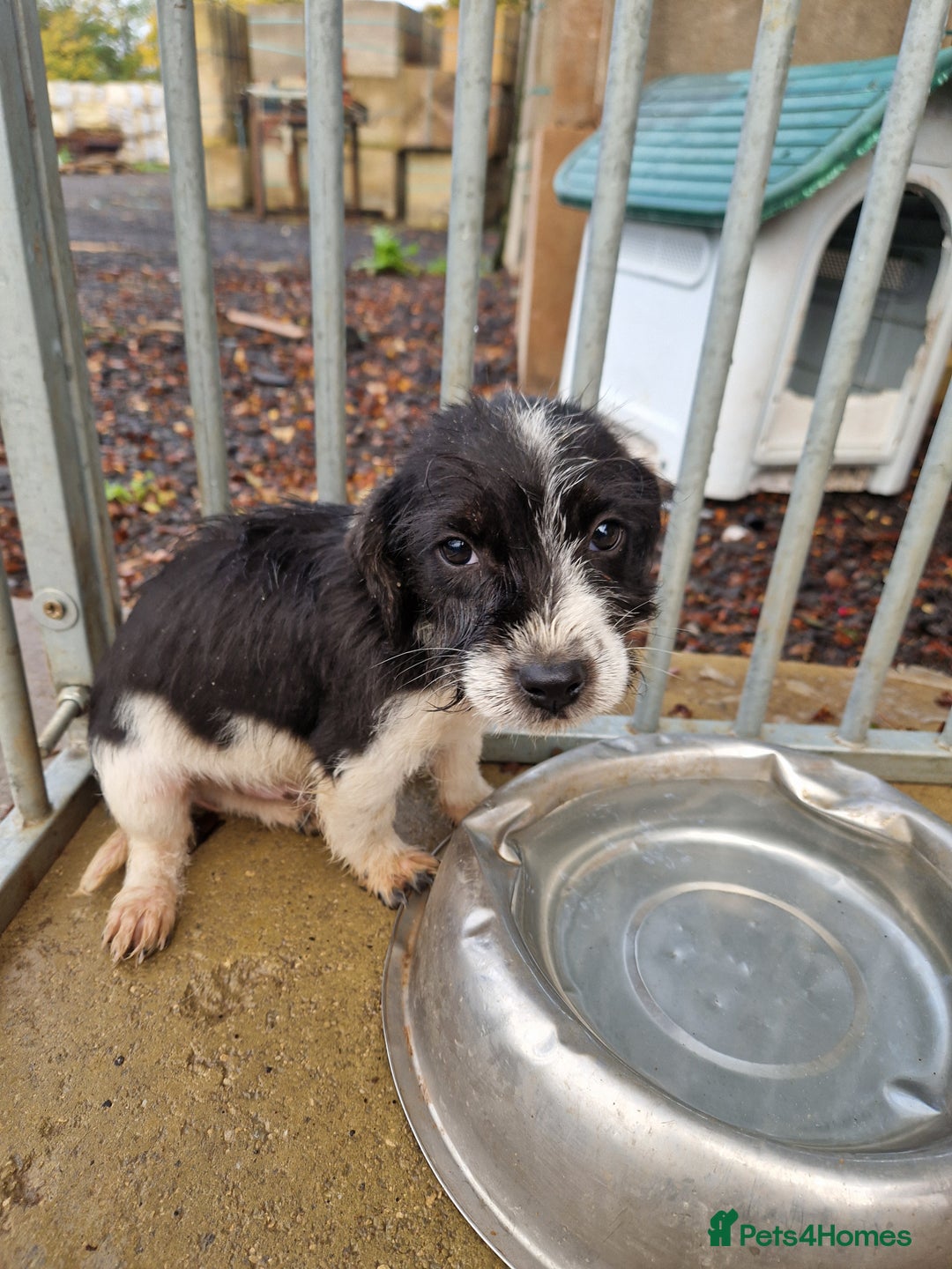 Mixed Breed dogs for sale: Jackapoo  - Image 4