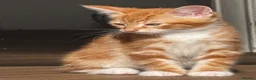 British Shorthair cats for sale: Pair of Gorgeous Kittens - Tabby and Ginger - 2  in Blackpool - Advert 8