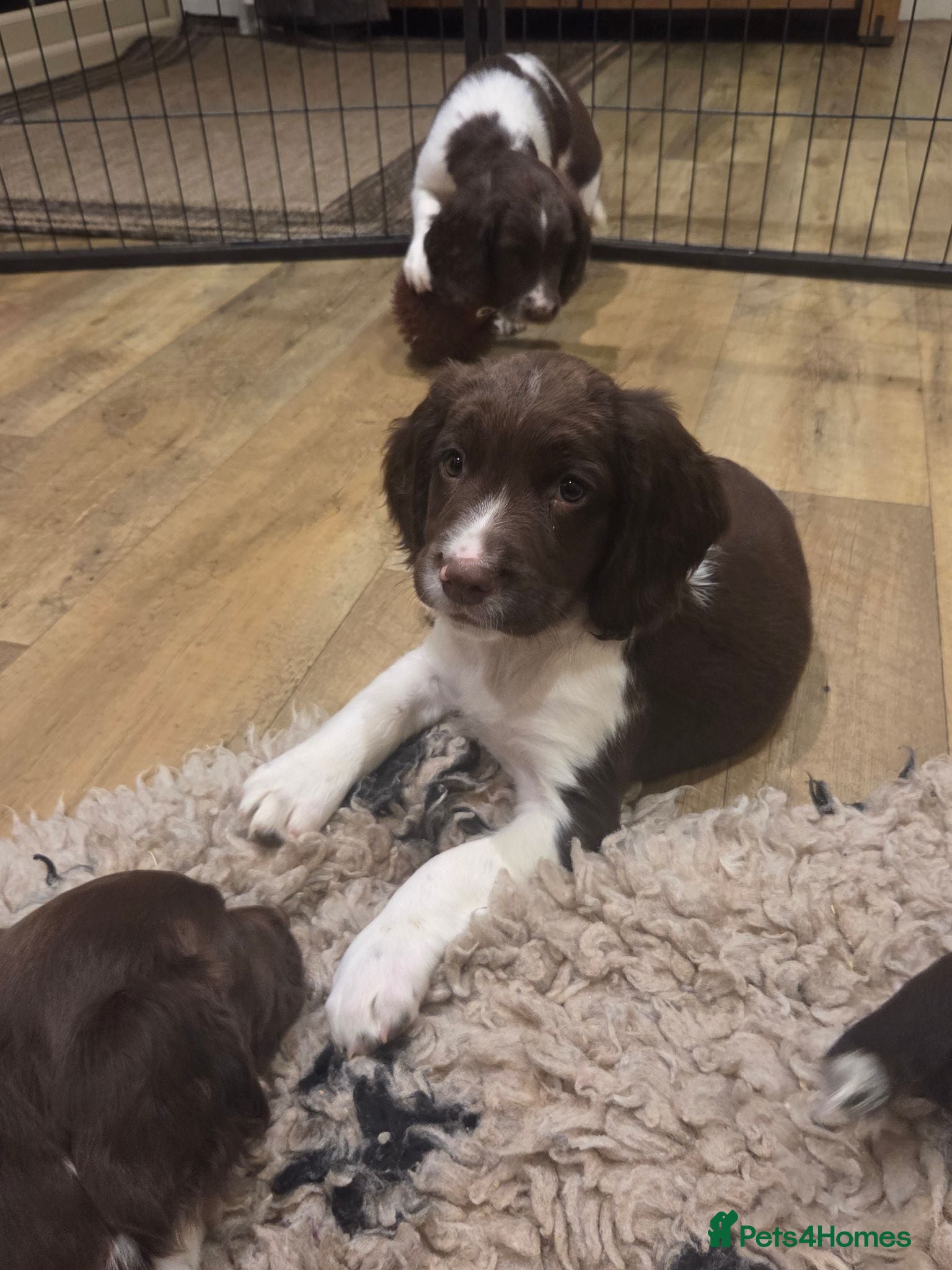 English Springer Spaniel dogs 🐾 Beautiful KC Reg Springer Spaniel Puppies 🐾 - Advert 2