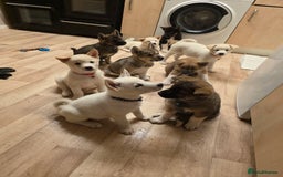 Akita dogs for sale: American akita puppies x10 - Image 11
