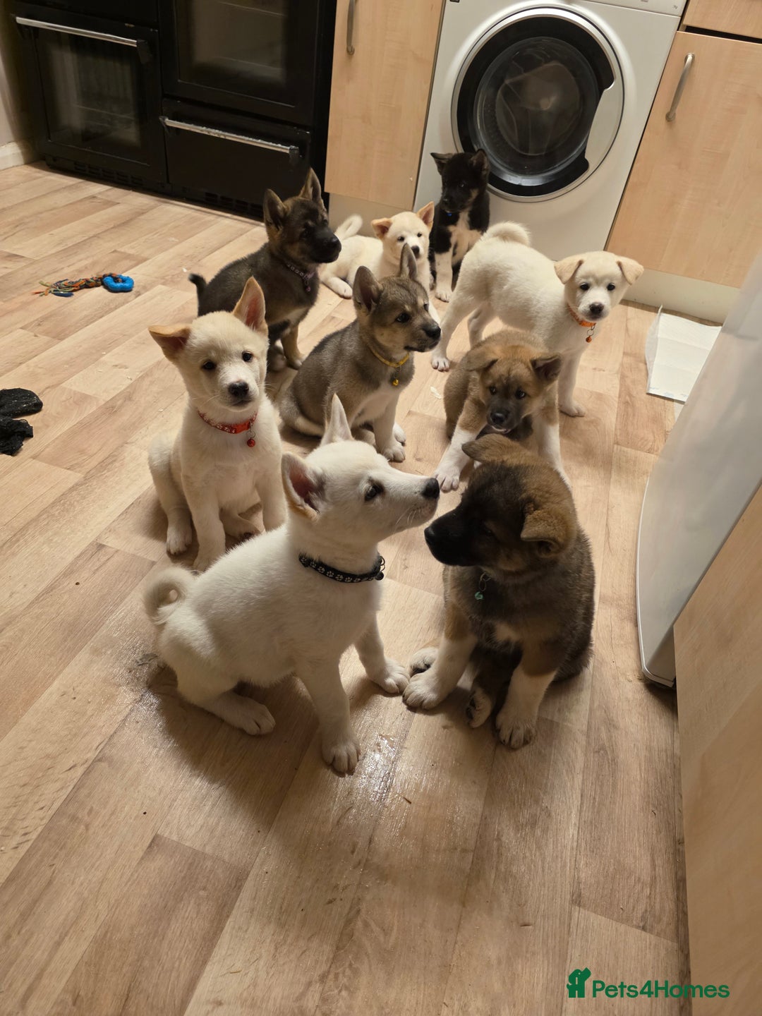 Akita dogs for sale: American akita puppies x10 - Image 11