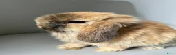 Mini Lion Lop rabbits for sale: Lion head/ mini lop baby's  - Advert 10